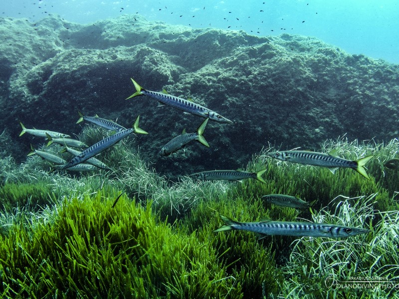 Fish at Cirkewwa Marine Park, Malta.