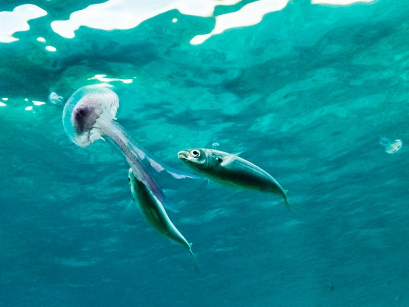 Internships - Ċirkewwa Marine Park