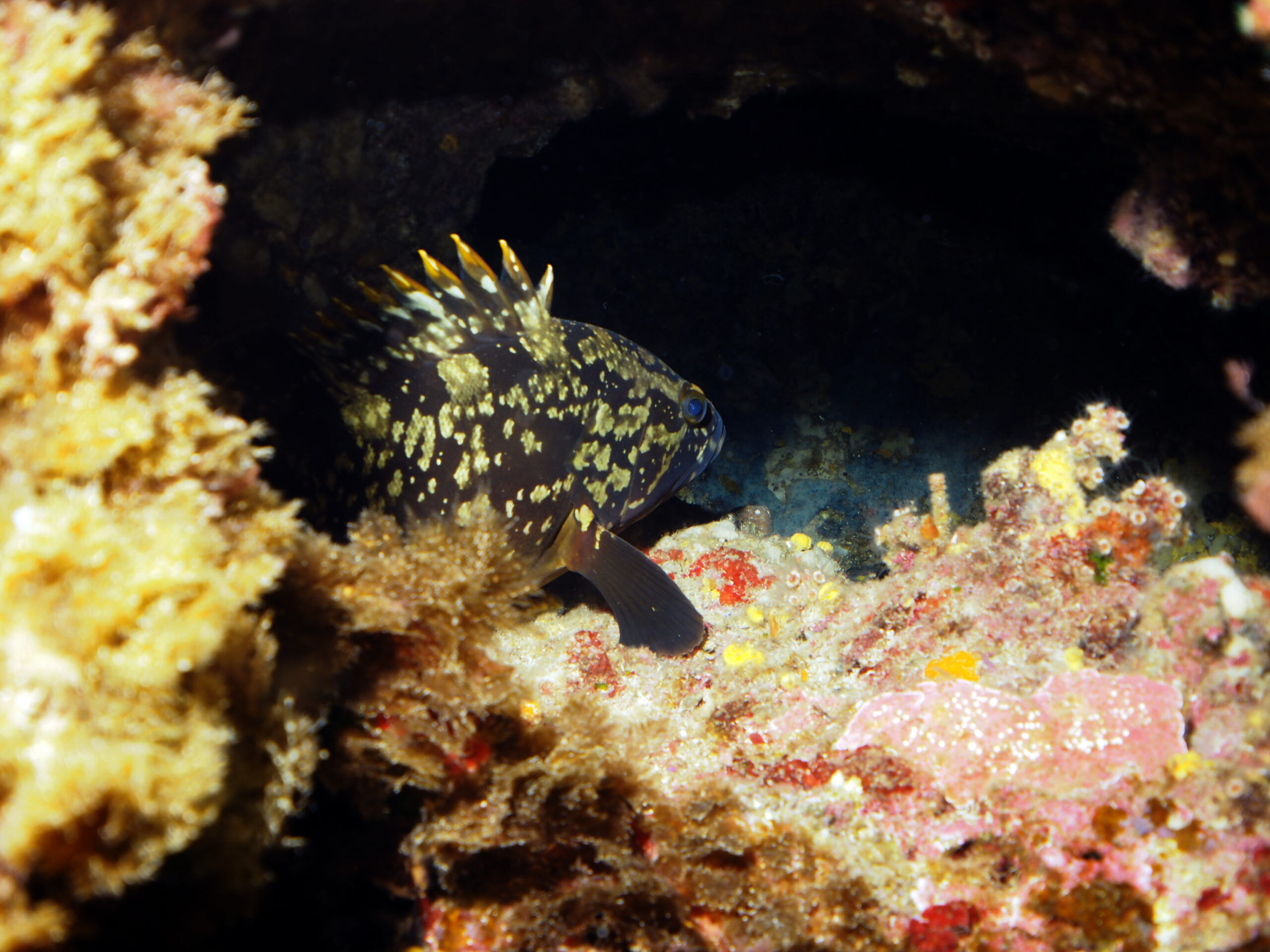 Flora and fauna at Cirkewwa Marine Park