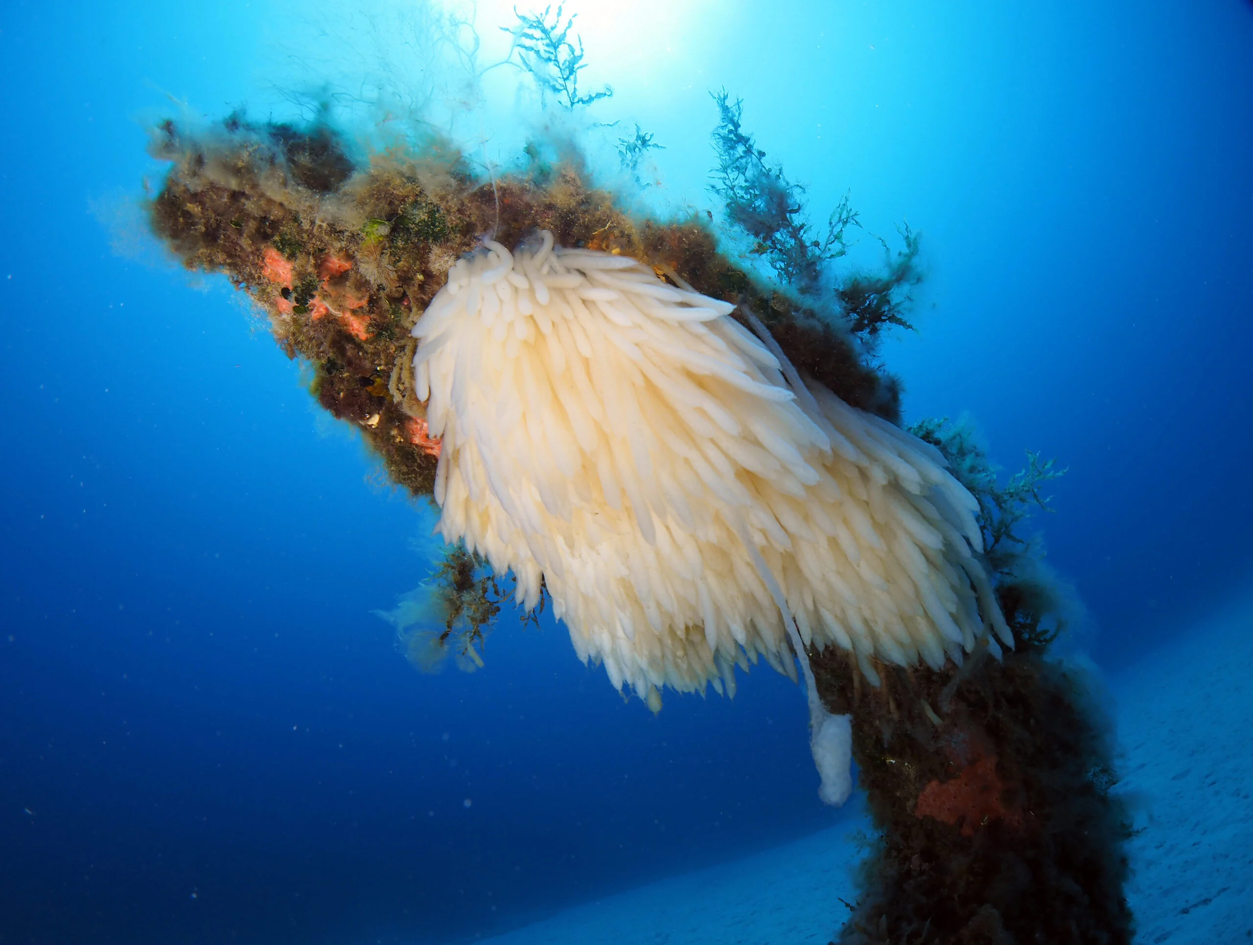 Flora and fauna at Cirkewwa Marine Park