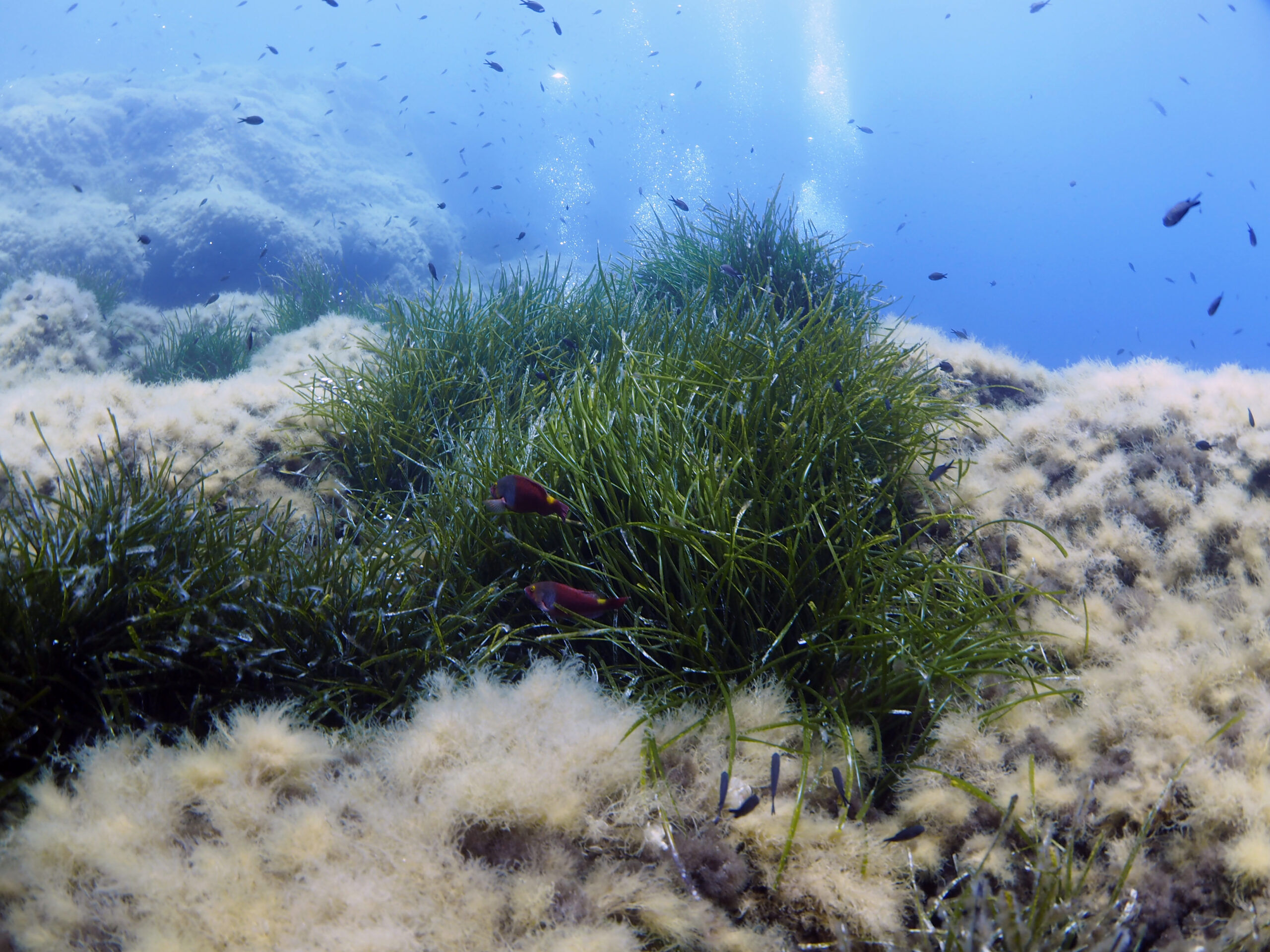 Flora and fauna at Cirkewwa Marine Park