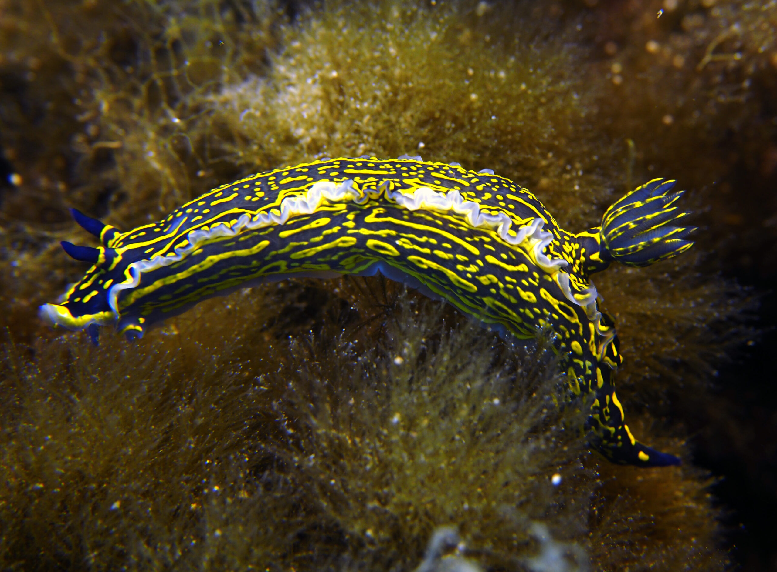 Flora and fauna at Cirkewwa Marine Park