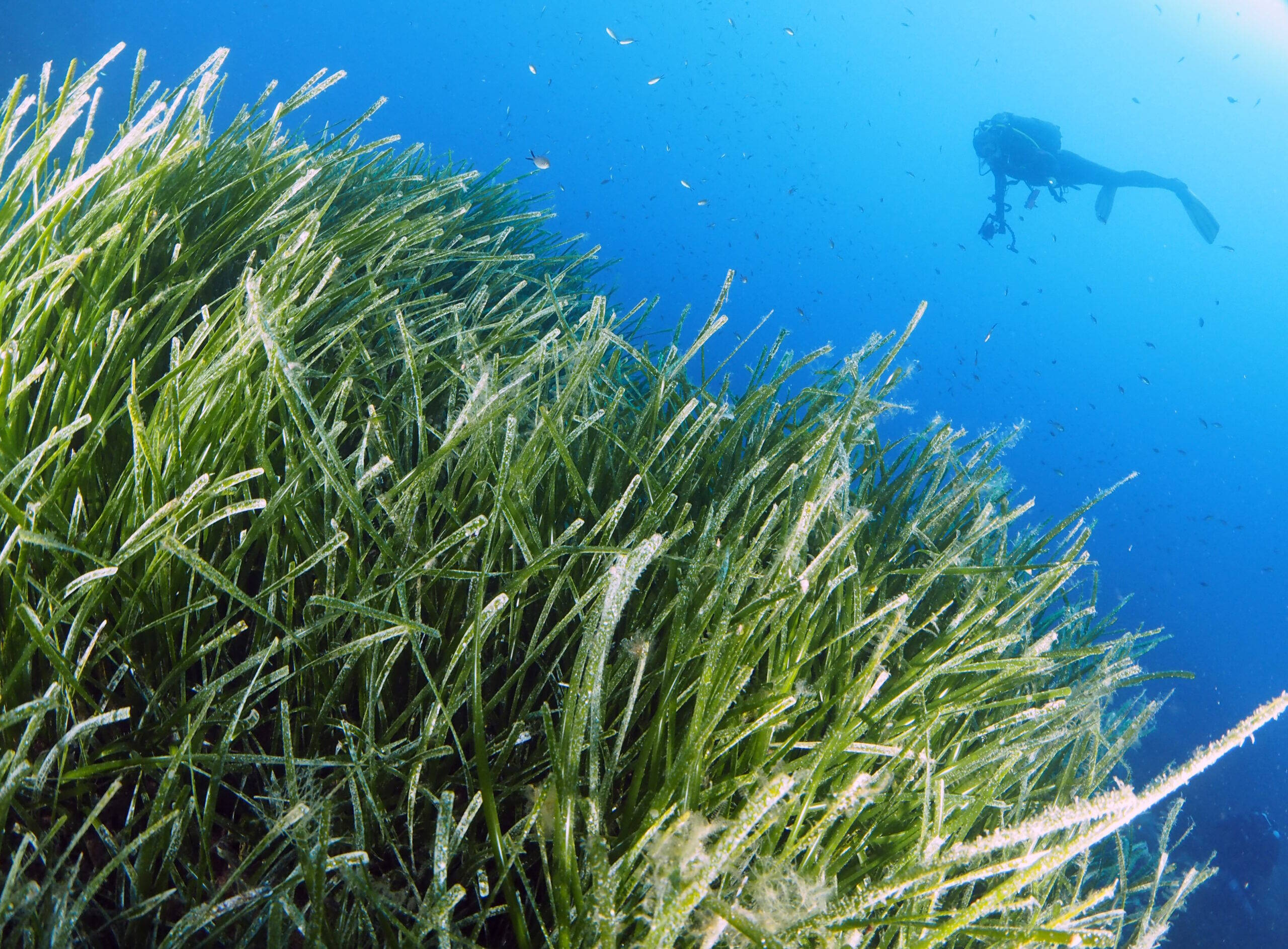 Flora and fauna at Cirkewwa Marine Park