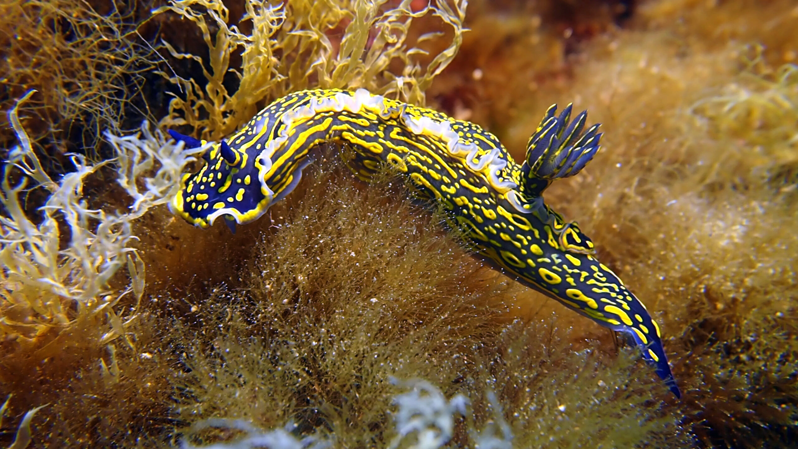 Flora and fauna at Cirkewwa Marine Park