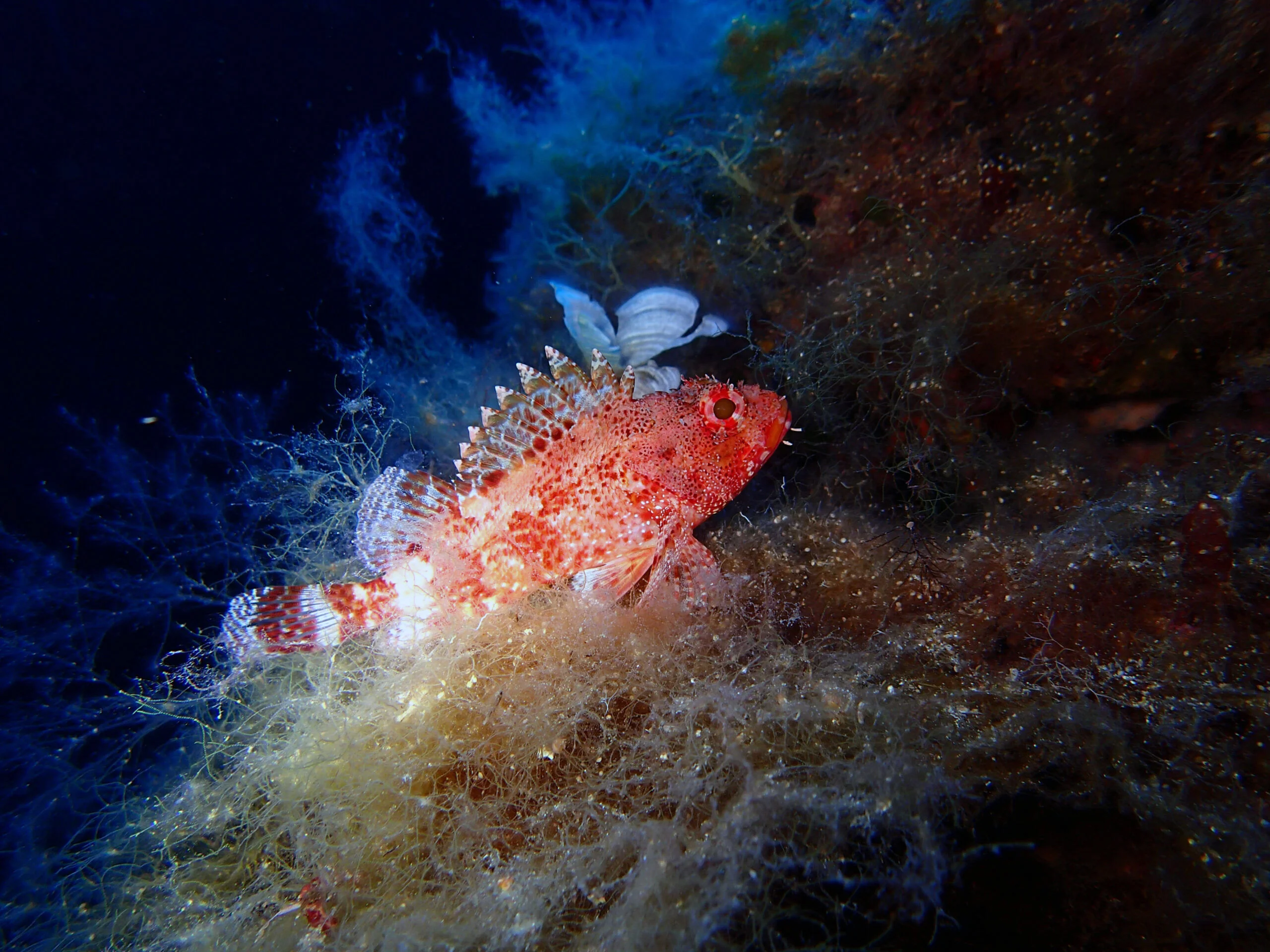 Flora and fauna at Cirkewwa Marine Park