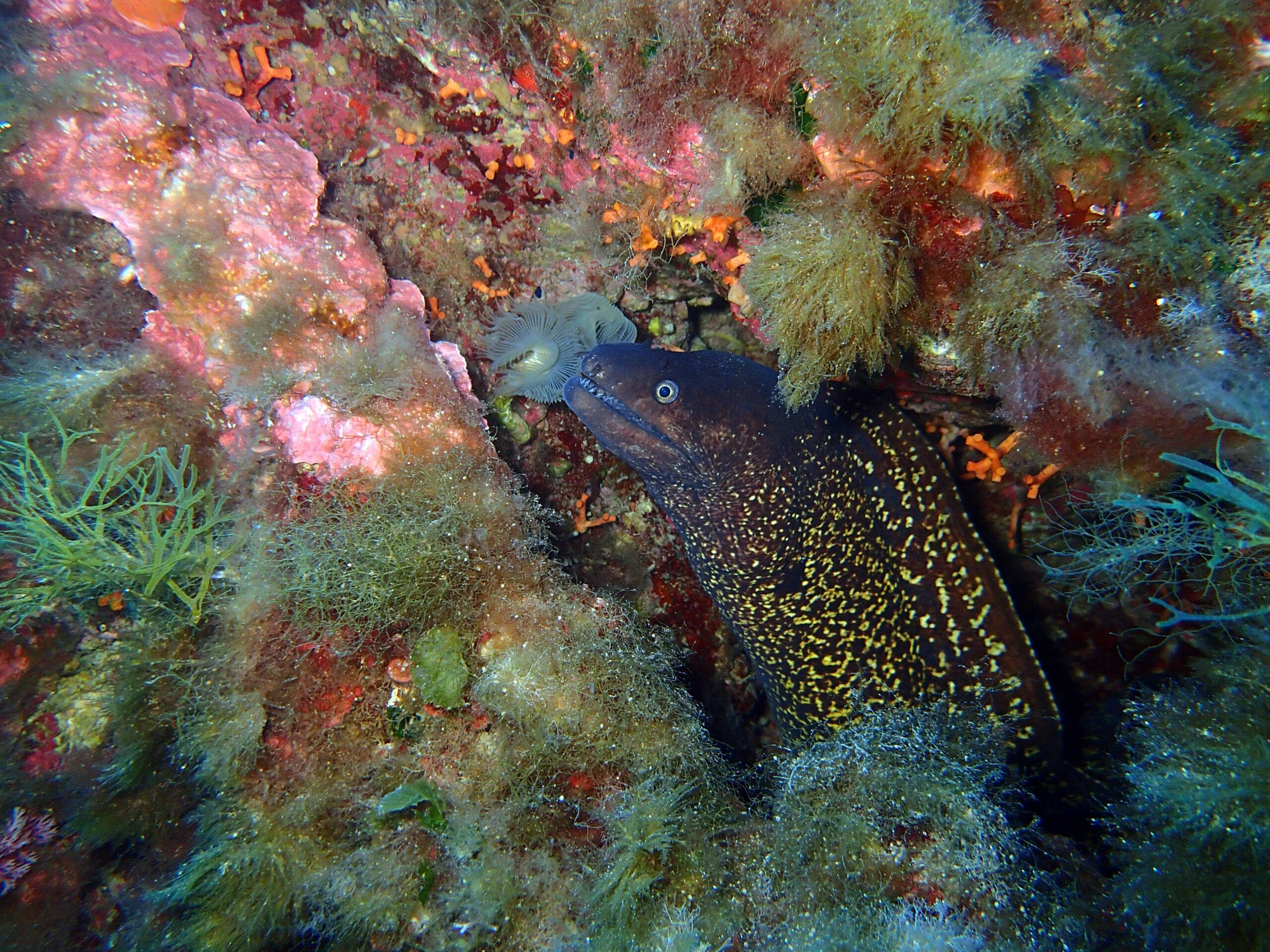 Flora and fauna at Cirkewwa Marine Park