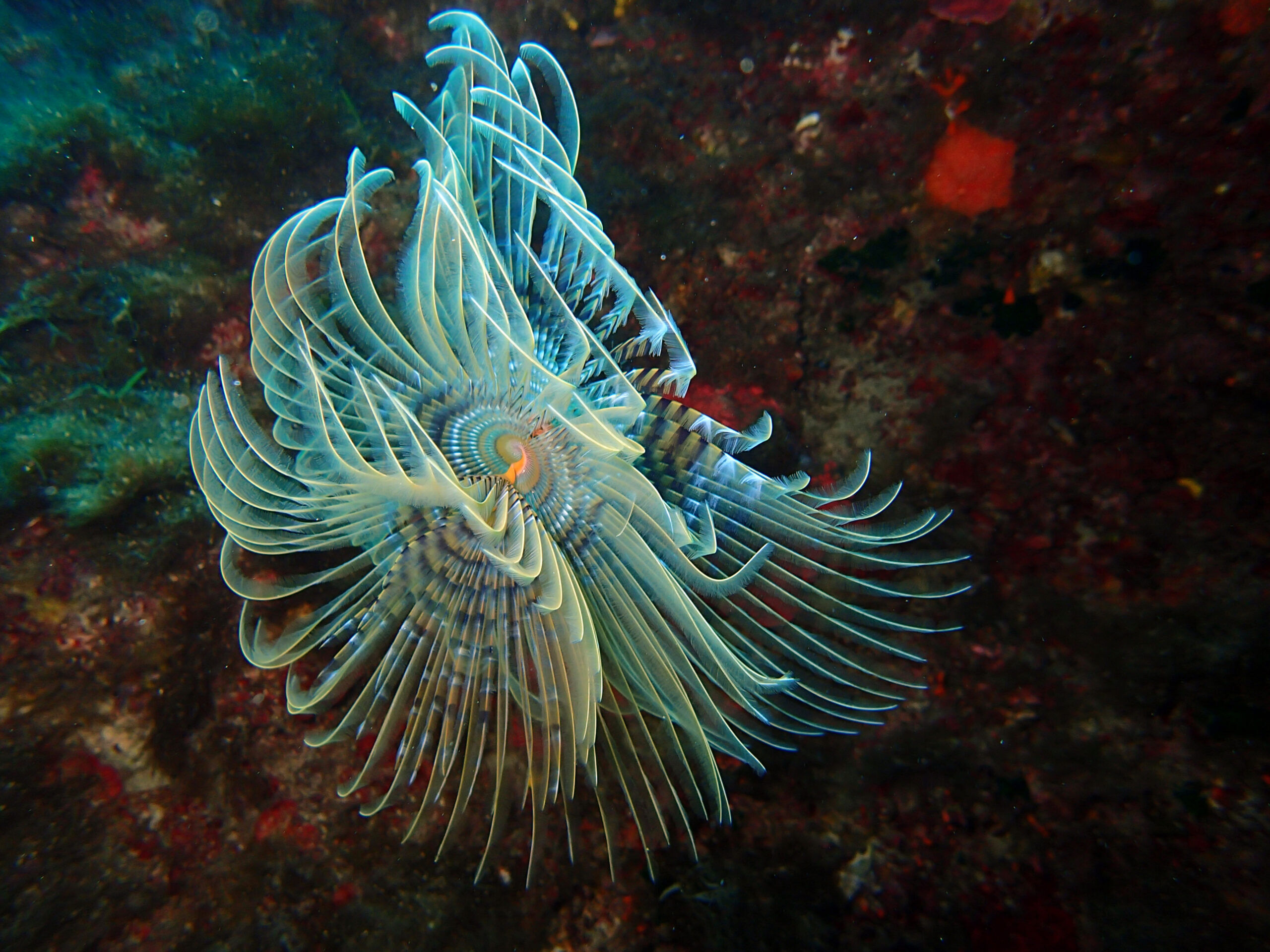 Flora and fauna at Cirkewwa Marine Park