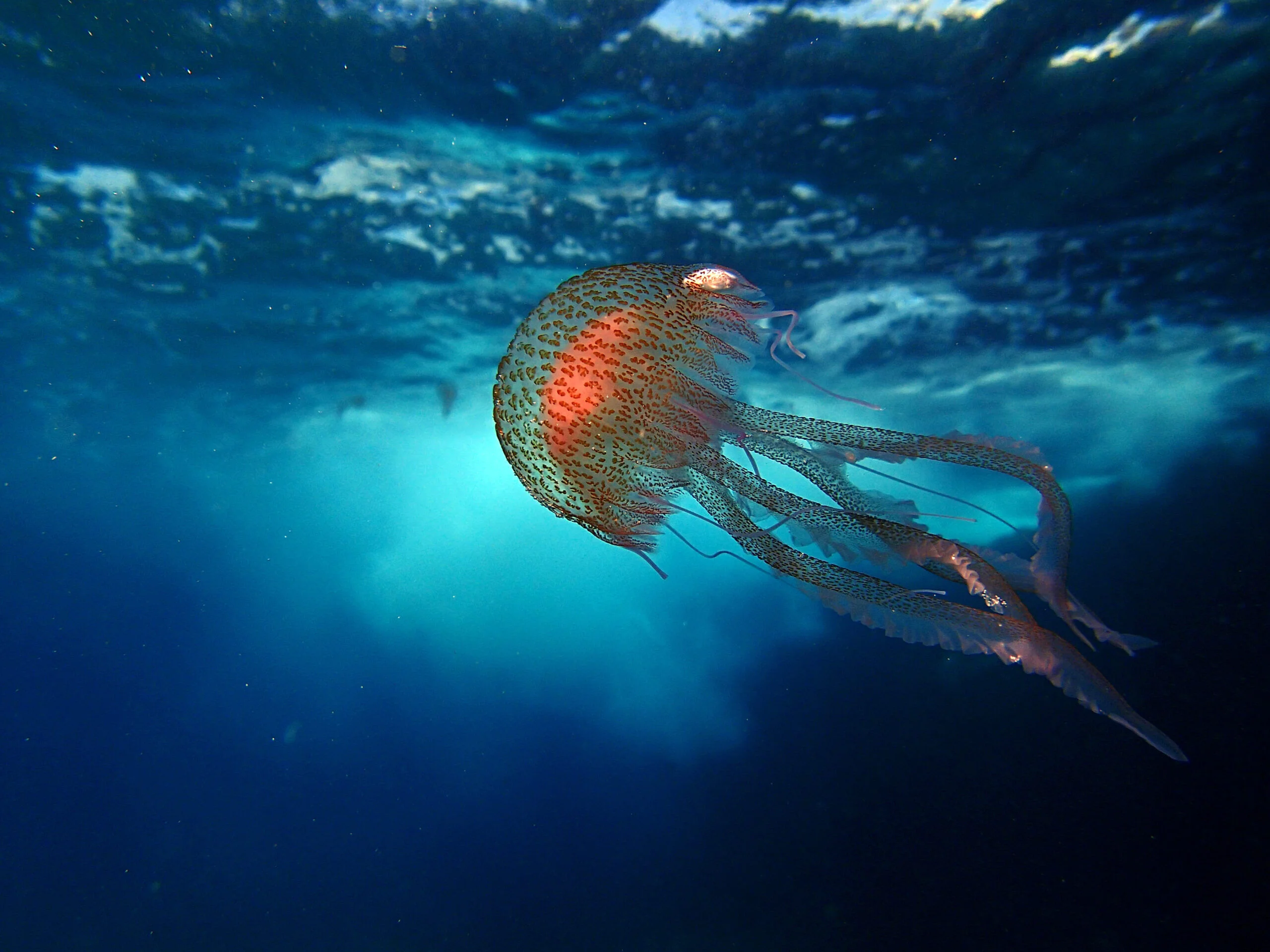 Flora and fauna at Cirkewwa Marine Park